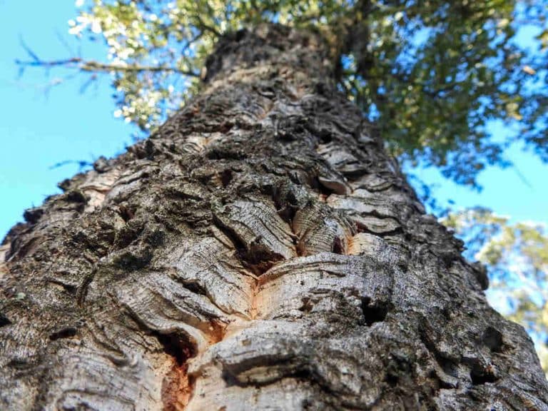 arbre liege tendance mode
