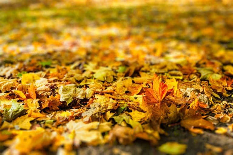 tenues tendances automne 2021